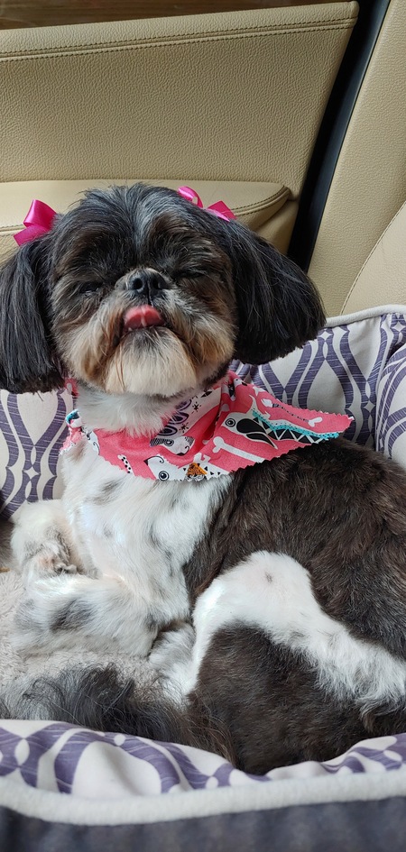 Entry image for Leia. Clicking this image will show a larger photo