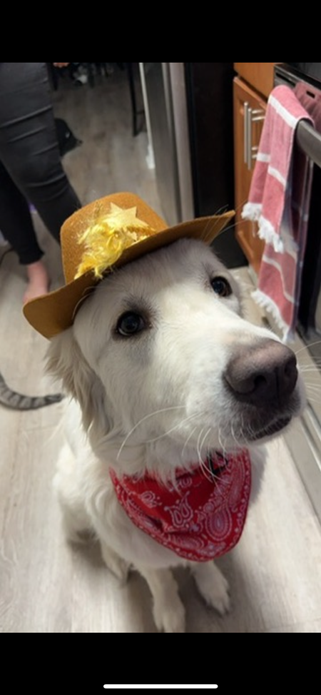 Entry image for Luna. Clicking this image will show a larger photo