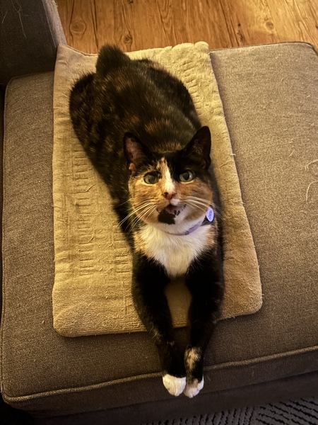 Entry image for Marceline the Drama Queen. Clicking this image will show a larger photo