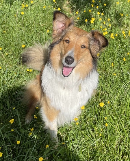 Entry image for Brandy. Clicking this image will show a larger photo