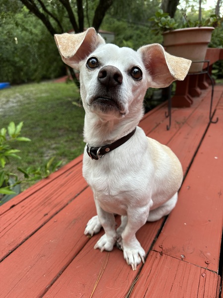 Entry image for Daisy. Clicking this image will show a larger photo