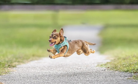 Entry image for Coco. Clicking this image will show a larger photo