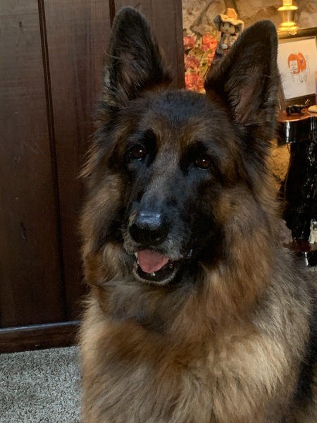 Entry image for Ruby. Clicking this image will show a larger photo
