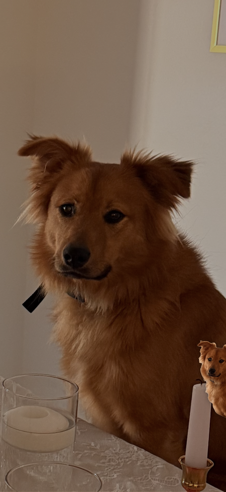 Entry image for Teddy Finn. Clicking this image will show a larger photo