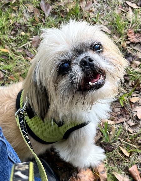 Entry image for Buddy. Clicking this image will show a larger photo