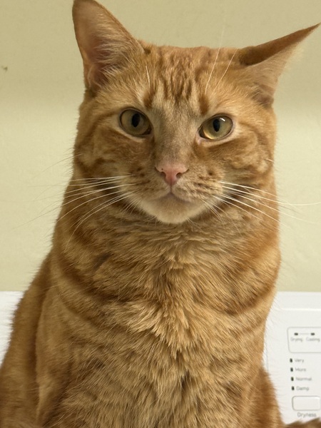 Entry image for Kitten Steve . Clicking this image will show a larger photo