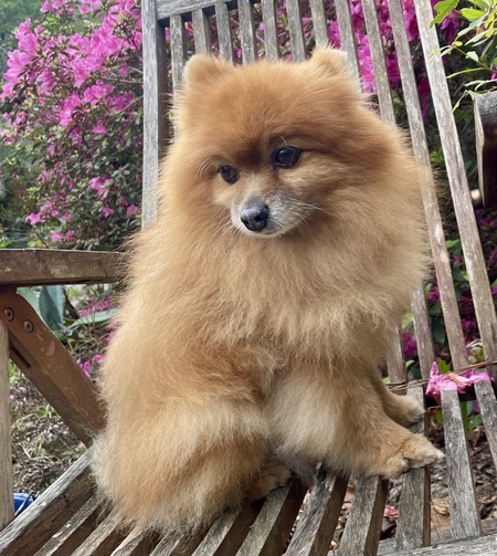 Entry image for Andrew Fabian, Pomeranian. Clicking this image will show a larger photo