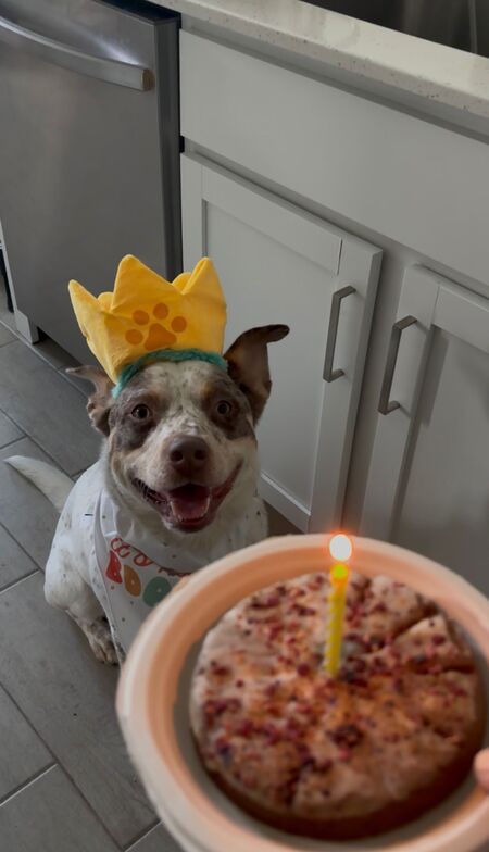 Entry image for Milo. Clicking this image will show a larger photo