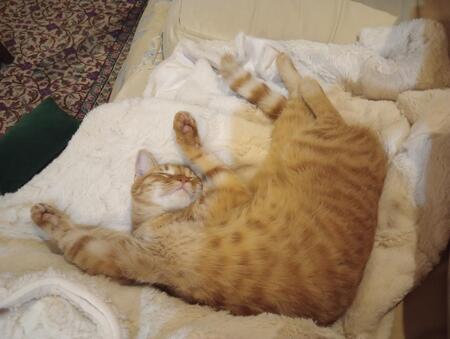 Entry image for Clementine (Clemmy!). Clicking this image will show a larger photo