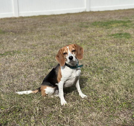 Entry image for Stella. Clicking this image will show a larger photo
