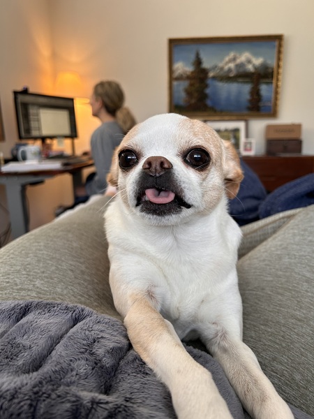 Entry image for Pookie. Clicking this image will show a larger photo