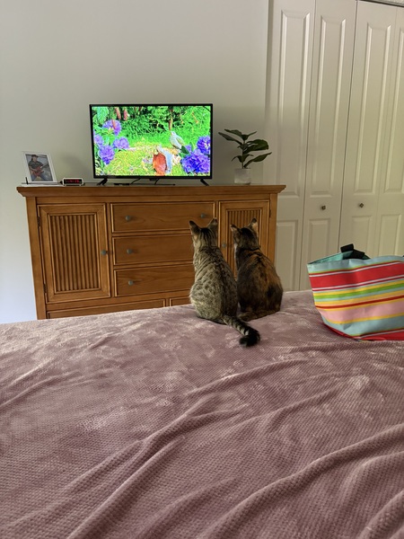 Entry image for Nikki & Tigger. Clicking this image will show a larger photo