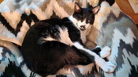 Entry image for Meepo, the one-eyed Wonder Cat!. Clicking this image will show a larger photo