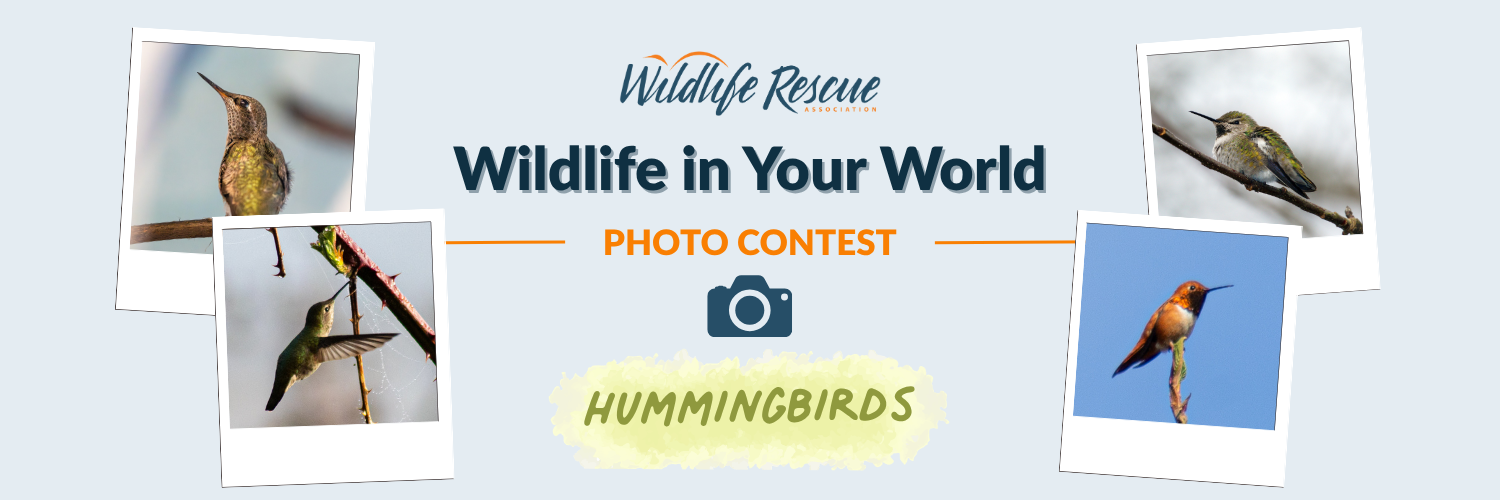 Banner for Wildlife in Your World - Hummingbirds