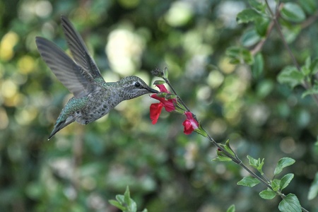 Entry image for Dawn Auffray . Clicking this image will show a larger photo