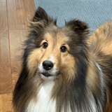 Entry image for Dash