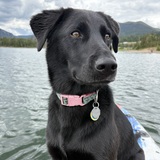 Entry image for Pickles 