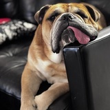 Entry image for Gus