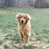 Entry image for Maple