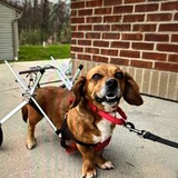 Entry image for Bella's Joyful Journey 