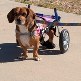 Entry image for Bella's Joyful Journey 