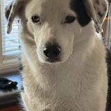 Entry image for Lucy