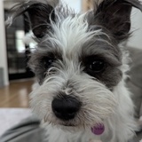 Entry image for Maisie