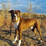Entry image for Diesel 