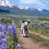 Entry image for Brewster