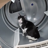 Entry image for Bitters (aka Kitty)