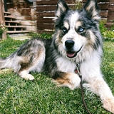 Entry image for Bandit