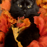 Entry image for Binxy