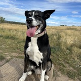 Entry image for Abby