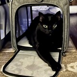 Entry image for Mr. Buttons