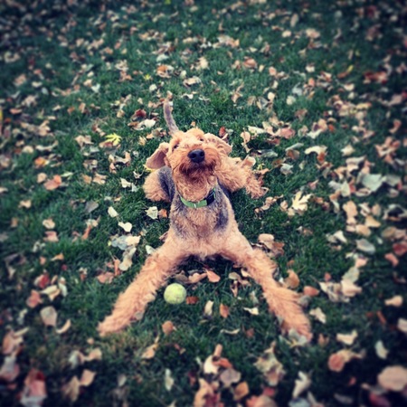 Entry image for Fritz. Clicking this image will show a larger photo