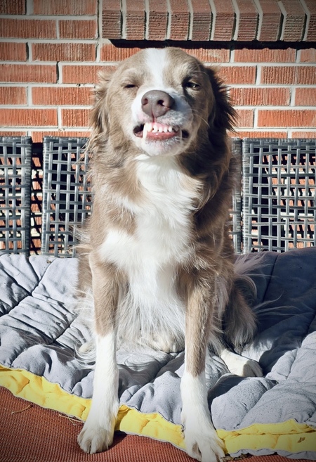 Entry image for Lila. Clicking this image will show a larger photo