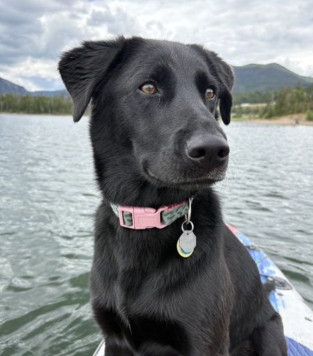 Entry image for Pickles . Clicking this image will show a larger photo