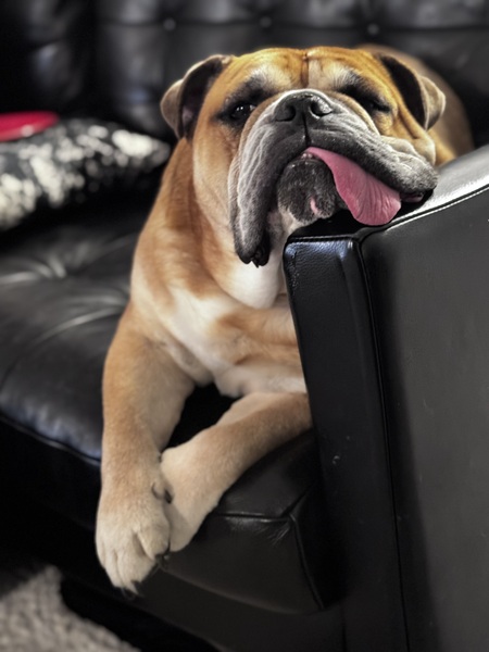 Entry image for Gus. Clicking this image will show a larger photo