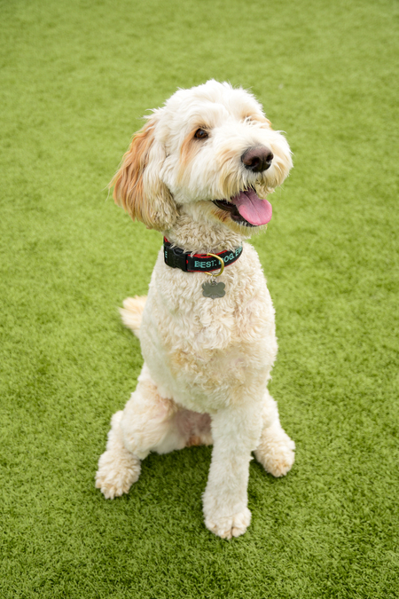 Entry image for Winnie. Clicking this image will show a larger photo