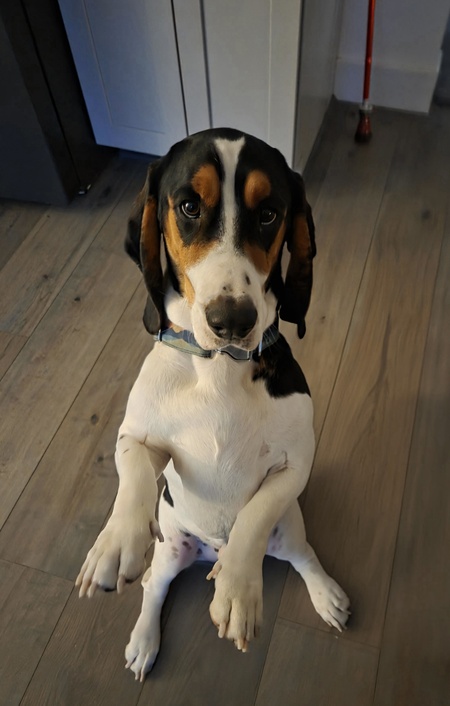 Entry image for Shamus. Clicking this image will show a larger photo