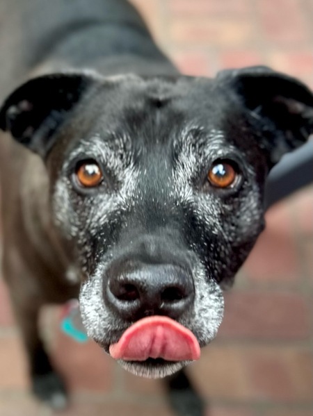 Entry image for Belle. Clicking this image will show a larger photo