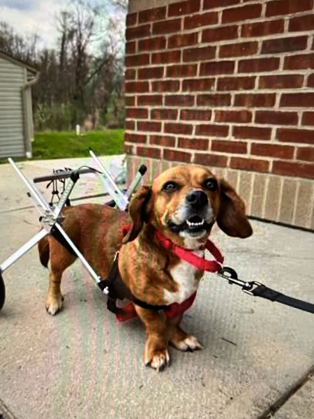 Entry image for Bella's Joyful Journey . Clicking this image will show a larger photo