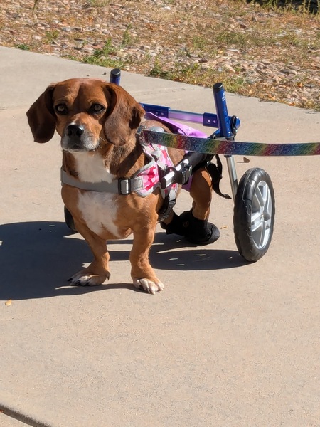 Entry image for Bella's Joyful Journey . Clicking this image will show a larger photo