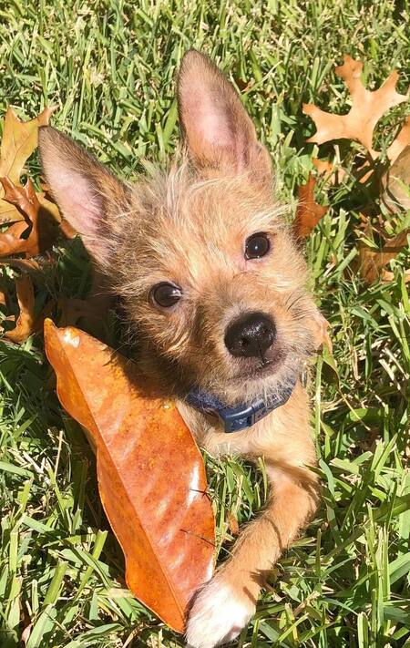 Entry image for Teddy. Clicking this image will show a larger photo