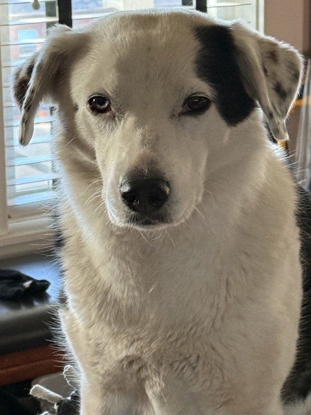 Entry image for Lucy. Clicking this image will show a larger photo