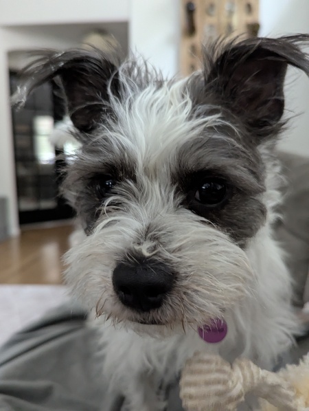 Entry image for Maisie. Clicking this image will show a larger photo