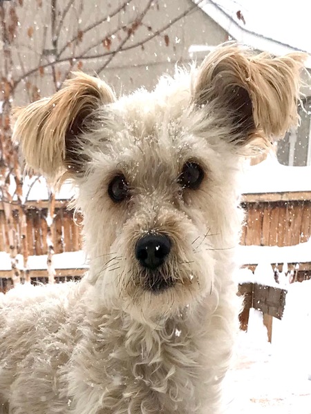 Entry image for Abby. Clicking this image will show a larger photo