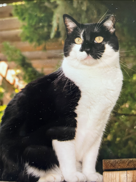 Entry image for LuLu. Clicking this image will show a larger photo