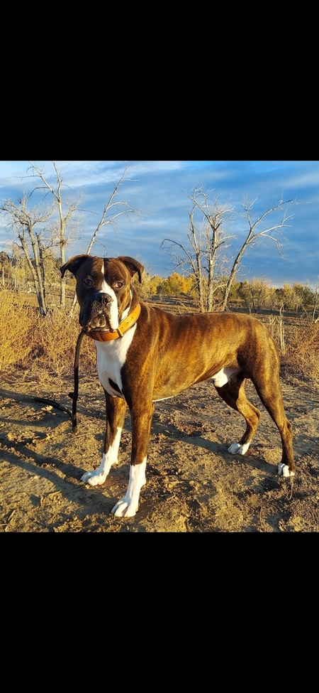Entry image for Diesel . Clicking this image will show a larger photo