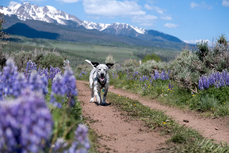 Entry image for Brewster. Clicking this image will show a larger photo